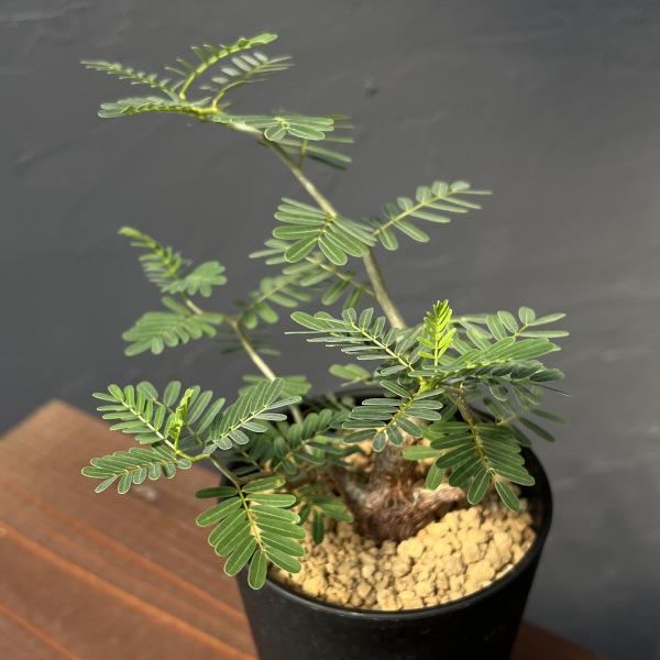 【鉢付き】センナメリディオナリス センナ メリディオナリス D.I.P.鉢つき senna meridionalis センナ