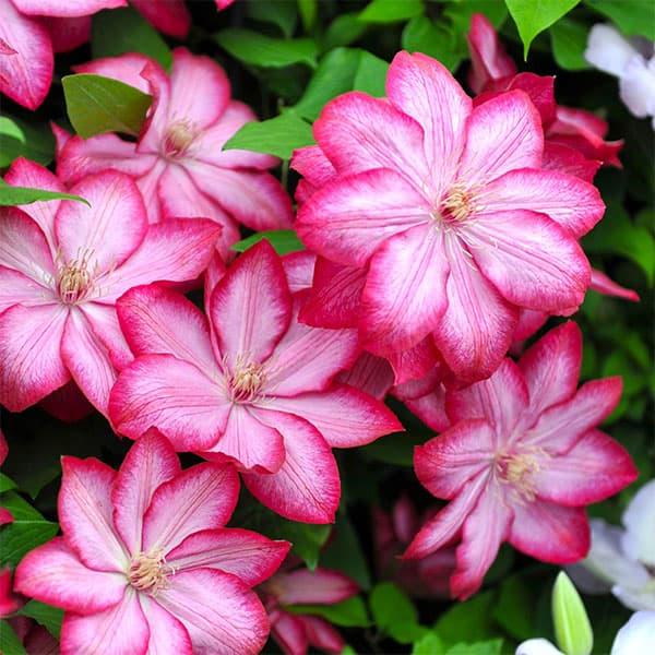 ラズベリーピンク色の縁取りと赤い葉脈が入る花が特徴の、多花性のつる性植物です。中心が白っぽいピンク色で、濃いラズベリーピンク色の縁取りと赤い葉脈が印象的な大きめの花を咲かせます。花は時間の経過とともに中心の白みが増し、黄色い花芯がより引き立...