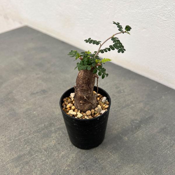 オペルクリカリア パキプス op02 根ざし 根挿し 根伏せ 観葉植物