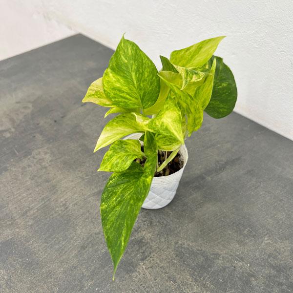 観葉植物 ポトス テルノクリスタルグリーン 3号ポット