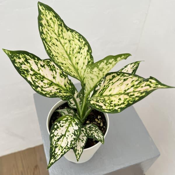 アグラオネマ アグラオネマ・コミュタタム 5寸鉢 | 橋本種苗園