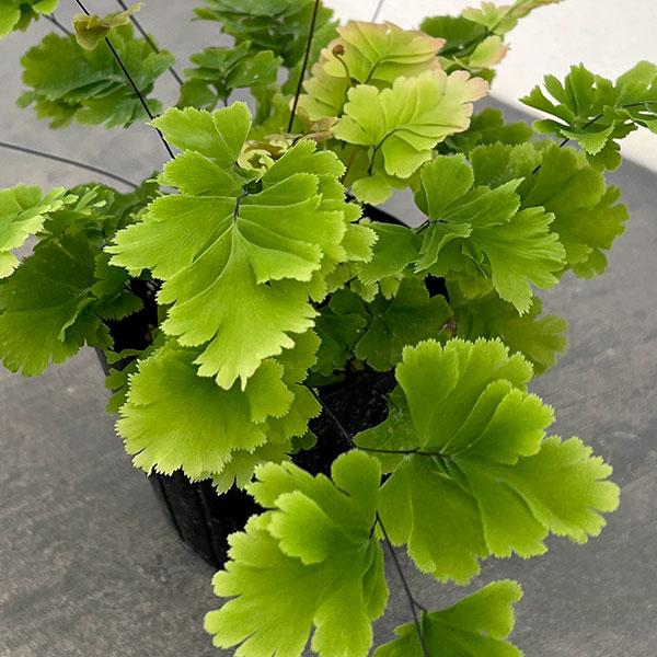観葉植物 アジアンタム バイカラー 3号ポット
