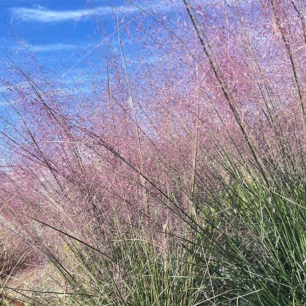 ★入荷から日数が経ったためセール価格となりました。商品の状態は画像と異なる場合があります。★カレックス・フラッカはガーデニングにおすすめの強健な多年草のオーナメンタルグラスです。細葉のカレックスの中でも最も、葉に青みが強い美しい品種です。ヨ...