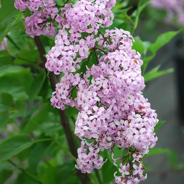 花木 庭木の苗 ヒメライラック ライラックサンデー4号ポット : 園芸