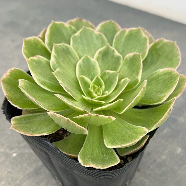 観葉植物 アエオニウム ハロウィン錦 3.5号ポット : 園芸ネット - 通販