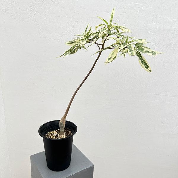 観葉植物 棚卸セール バオバブ アダンソニア ザー バリエガータ