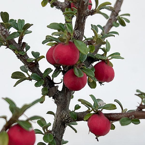 小葉に白い花・赤い実が可愛らしい 盆栽用花木苗 ★入荷から日数が経ったためセール価格となりました。商品の状態は画像と異なる場合があります。★シロシタンは中国西部原産の落葉低木で、光沢のある濃緑の小葉は寒さに当たると真っ赤に紅葉します。晩春か...