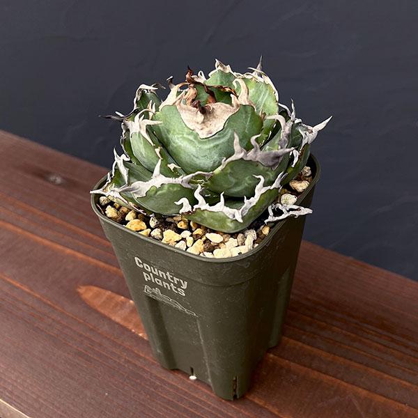 美株❗️アガベ　チタノタ　白鯨　鉢ごと アガベ チタノタ 白鯨大株 鉢ごと6号菊鉢 (やま) 郡山の家庭用品