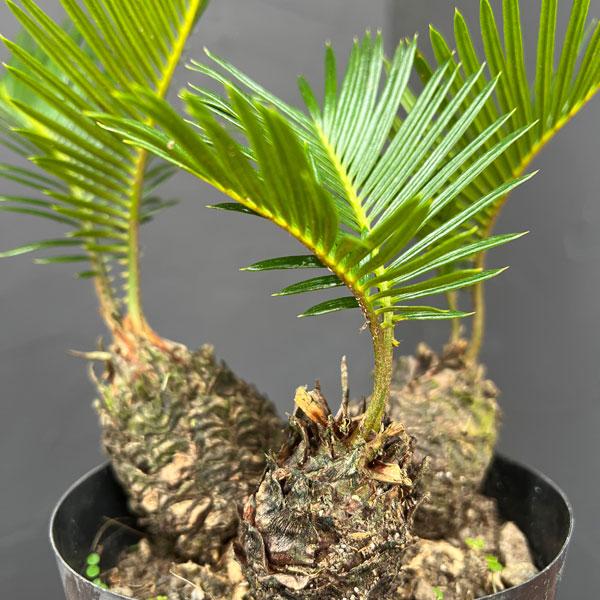 ソテツ　4号ポットつき　5株❗　① 園芸ネット本店｜ソテツ（蘇鉄）4号鉢植え の通販【公式】