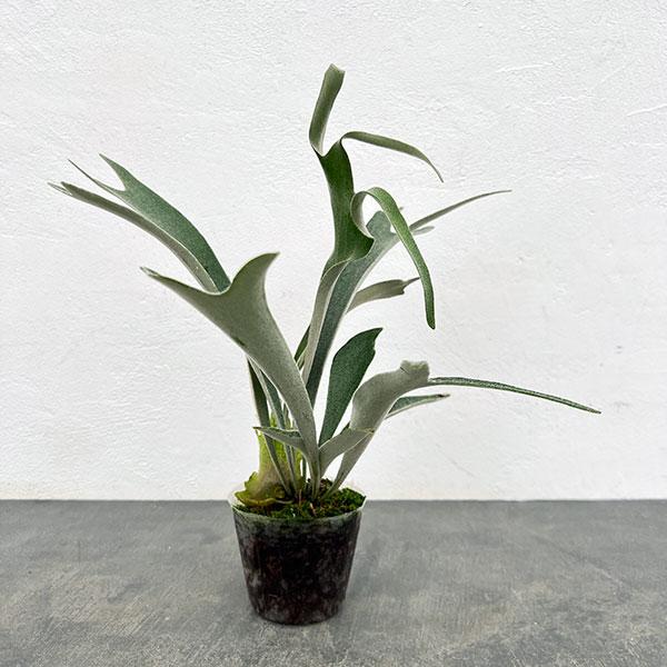 観葉植物 棚卸セール ビカクシダ（コウモリラン） ベイチー ワイルド