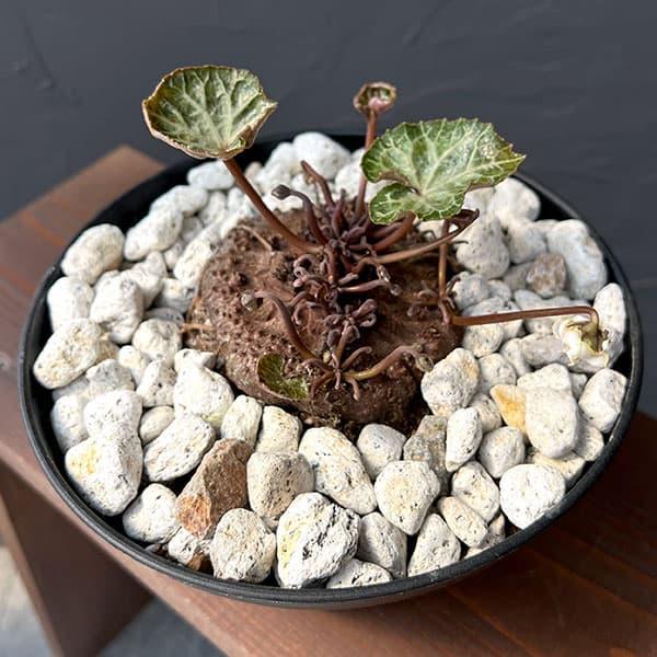 観葉植物 シクラメン ツヴァイ コーデックス仕立て7号鉢植え25-01