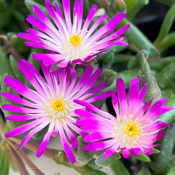 草花の苗 マツバギク おひさま花火 リド マゼンタホワイトアイ3号ポット