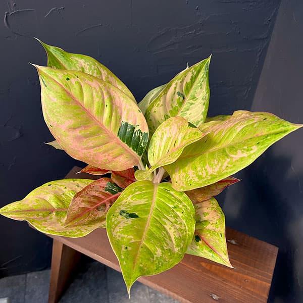 【再入荷】アグラオネマ プラカイペットレッド calm cafe 観葉植物 アグラオネマ プラカイペットレッド 4号鉢入り : 園芸ネット