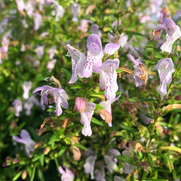 草花の苗 カラミンサ ジョージアカラミンサ4.5号ポット : 園芸ネット