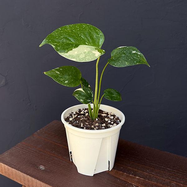 【現品】モンステラ・タイコンステレーション　6号　黒鉢　（3） 現品】モンステラ・タイコンステレーション 6号 黒鉢 （3）