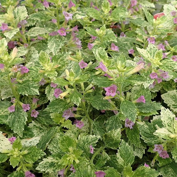 草花の苗 カラミンサ グランディフローラバリエガータ3号ポット