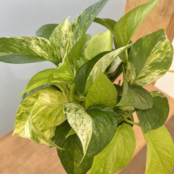 観葉植物 ポトス3種ミックス植え3.5号鉢植え : 園芸ネット - 通販