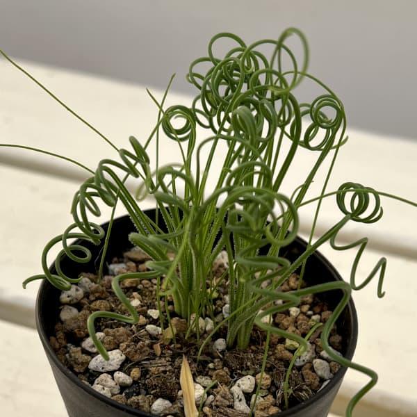 観葉植物 （わけあり特価）アルブカ スピラリス 3号鉢植え