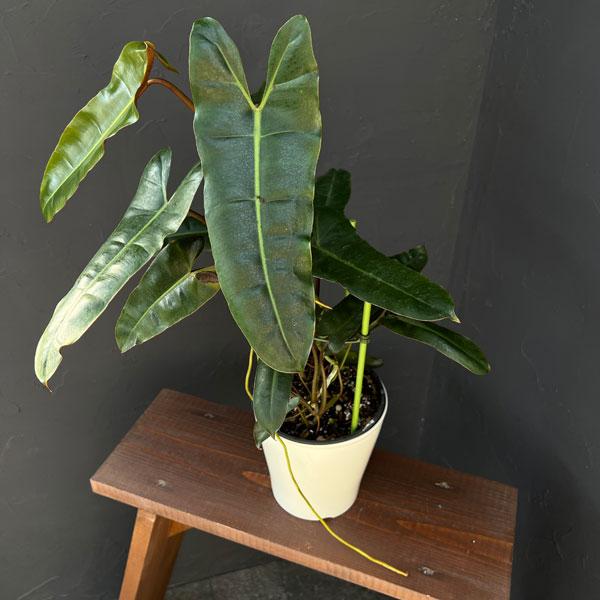 観葉植物 フィロデンドロン ブラックビレッタエ（ビレッタエ
