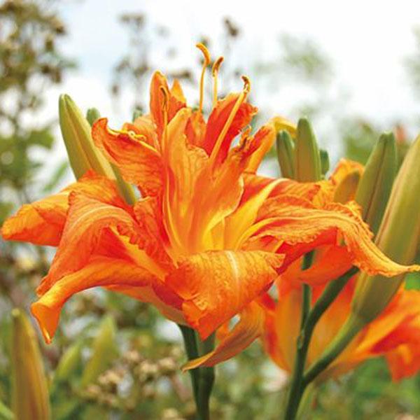 ★入荷から日数が経ったためセール価格となりました。商品の状態は画像と異なる場合があります。★ヤブカンゾウ（藪萱草）はカンゾウの仲間で、ユウスゲなどともにワスレグサとも呼ばれます。日本各地の野原、土手などに生え、花茎の高さが約1mとなるスマー...