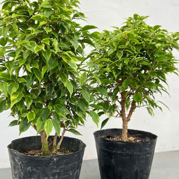 ベンジャミン　ラブリー PLANCHU 観葉植物 フィカス ベンジャミン ラブリー Ficus benjamina