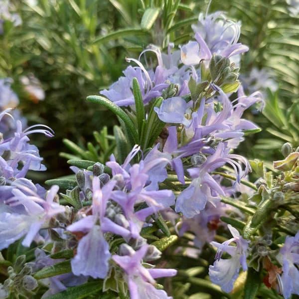 ★入荷から日数が経ったためセール価格となりました。商品の状態は画像と異なる場合があります。★スピーディーは名前の通り非常に生育が早く、短時間で大きくなるローズマリーです。春先に淡いブルーの花をつけます。香りがよいのでいろいろな料理に使えます...