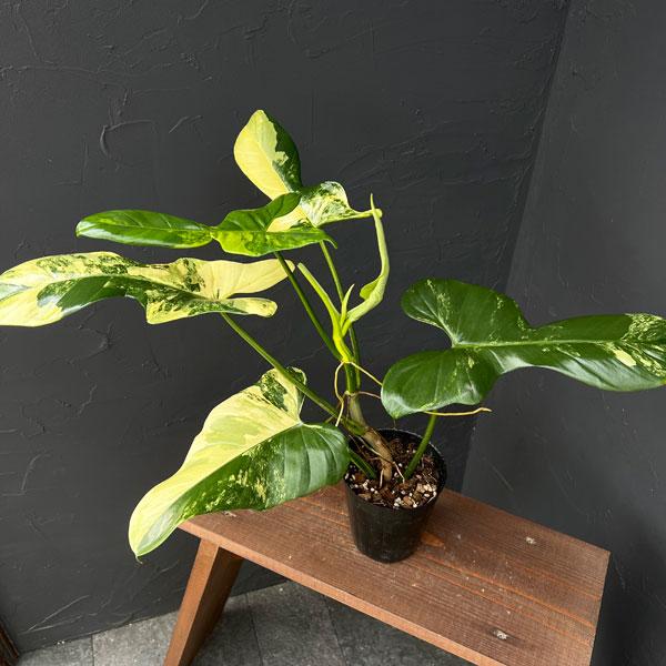 K*N様 lsw727フィロデンドロン・ビリエティエ・バリエガータ 斑入り K