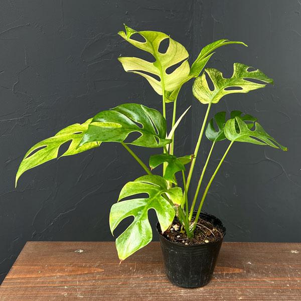 観葉植物 ラフィドフォラ ホワイトモンスター（斑入り）3号ポット