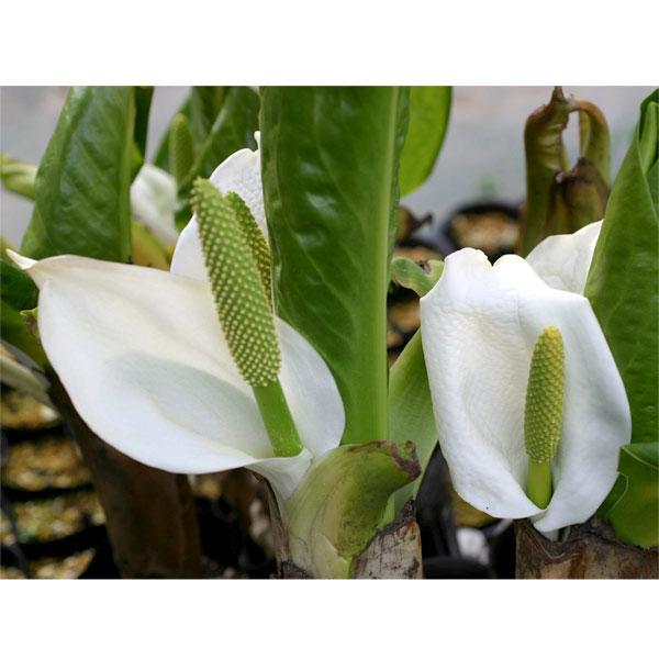 ★入荷から日数が経ったためセール価格となりました。商品の状態は画像と異なる場合があります。★山の湿原の遅い春、雪が溶けるとまもなく開花します。大きな純白の苞が群生する様子は幻想的で、山の妖精たちが長い冬眠から目覚めて顔を出したようです。その...