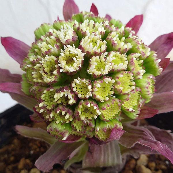 ★入荷から日数が経ったためセール価格となりました。商品の状態は画像と異なる場合があります。★とても珍しい赤花のフキ。雪どけとともに、ふっくらしたかわいい赤色の蕾（フキノトウ）が顔を出します。日光が当たるほど赤みが強くなります。花後に伸びるフ...