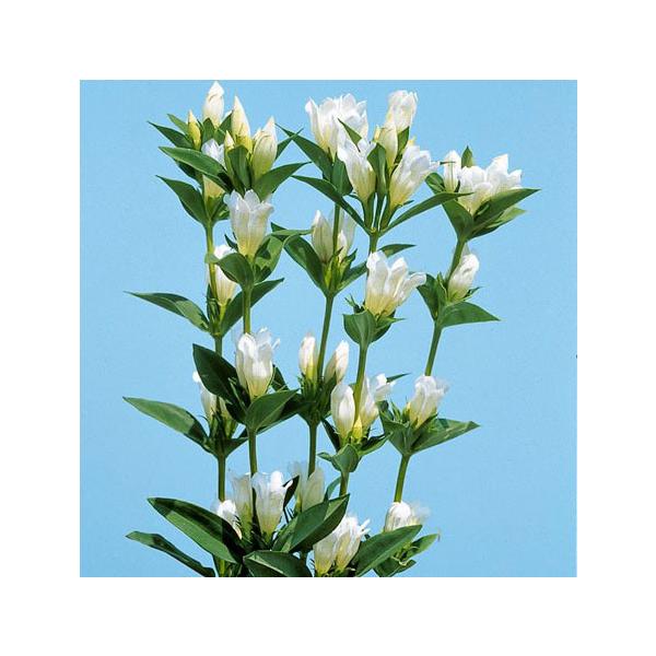 ★入荷から日数が経ったためセール価格となりました。商品の状態は画像と異なる場合があります。★秋の風情を感じさせる日本の代表的な秋草の一つです。薬用にも使われてきたことから「龍胆」という漢字が用いられています。白花の品種です。※詳しい商品説明...