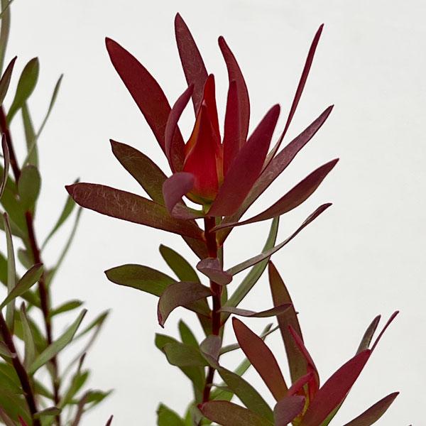 ★入荷から日数が経ったためセール価格となりました。商品の状態は画像と異なる場合があります。★南アフリカ原産の常緑低木。和名はギンヨウジュ（銀葉樹）です。夏の終わりから晩秋にかけて、赤やオレンジに色づく苞（ホウ）葉が美しく、その苞に囲まれた基...