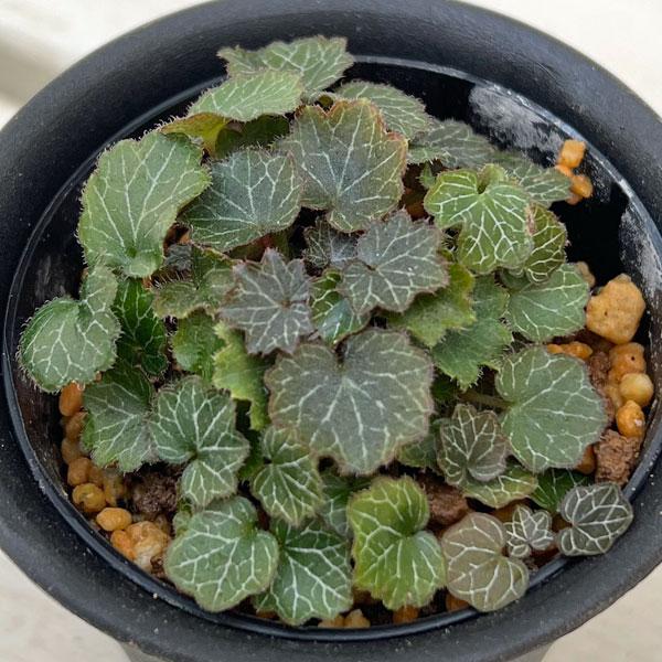 小品盆栽・マメ盆栽・テラリウムに ★入荷から日数が経ったためセール価格となりました。商品の状態は画像と異なる場合があります。★極姫ユキノシタは、2cmにも満たないくらいの小葉に細かい網目模様が入る、極小型の品種。葉柄が伸びずぺたっとしたロゼ...