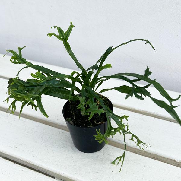 古くから栽培される日本の伝統園芸植物です。ノキシノブは、庭木や庭石の上、茅葺き屋根の上などに生えるシダ植物。長さ10〜30cmの常緑の葉を何枚も生やします。日本、中国、朝鮮半島、台湾に分布します。※詳しい商品説明は下のほうに記載があります