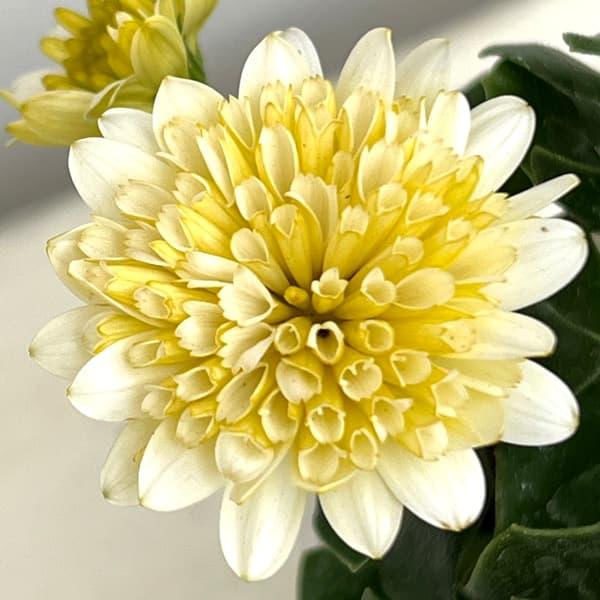 草花の苗 オステオスペルマム リトルプリンセス レモンタルト3.5号