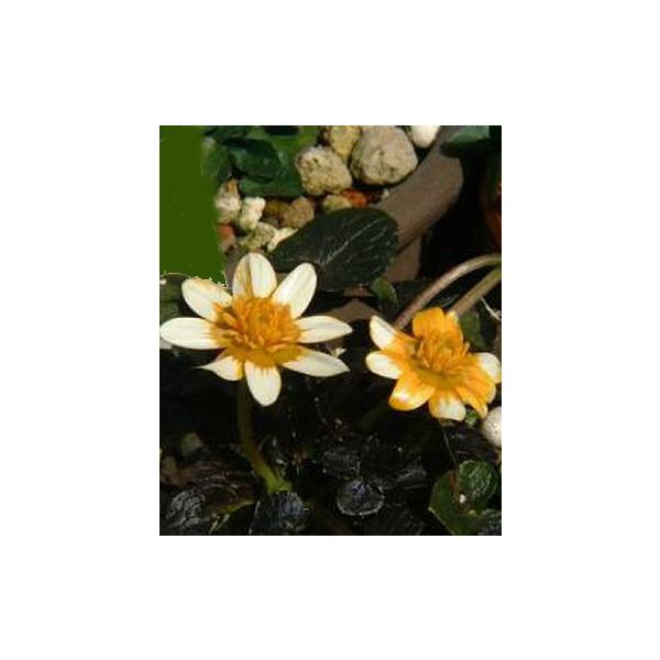 ※詳しい商品説明は下のほうに記載があります