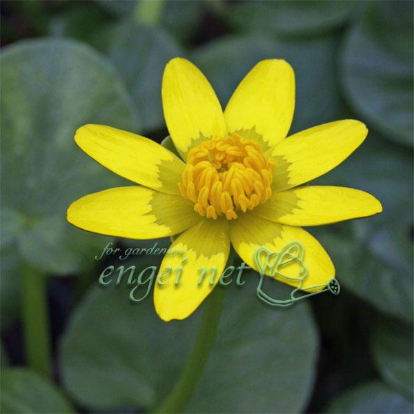 ★入荷から日数が経ったためセール価格となりました。商品の状態は画像と異なる場合があります。★立ち上がった茎の先に黄金色の花をつけることから「立金花（リュウキンカ）」という名になりました。ヒメリュウキンカはリュウキンカの中でとくに小型の種、コ...