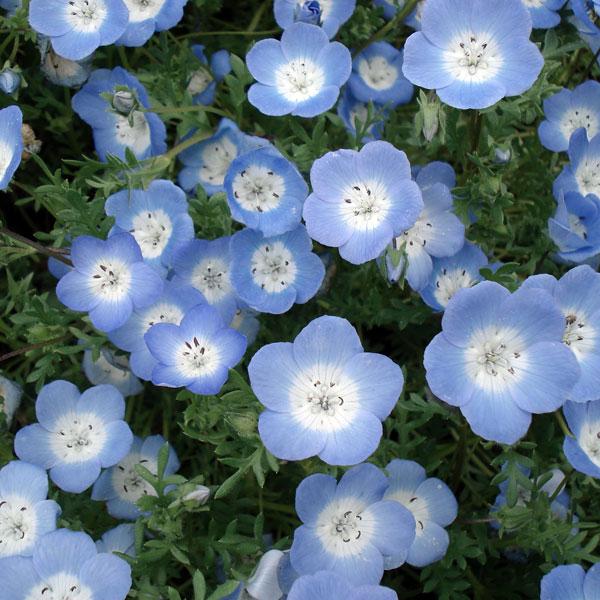 目に染みるような空色が美しいネモフィラです。草丈が低いので、花壇の最前面や小道のわき、プランターなどに最適。カーペット状に広がるので、石垣の間などに植えるのも似合います。写真はイメージです。※低温時、葉に白い部分や黒い斑点が現れる場合がござ...
