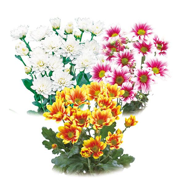 草花の苗 手間なし菊苗 二度咲き変わり菊3種3株植え（扇の曲・レーヌ・リリア）4号ポット
