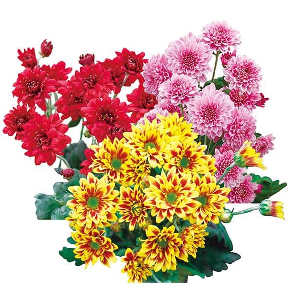 草花の苗 手間なし菊苗 7月咲き変わり菊3種3株植え（なつみ・夏ざくら・昴）4号ポット