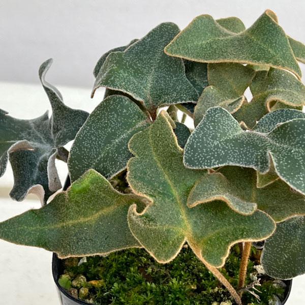 ★入荷から日数が経ったためセール価格となりました。商品の状態は画像と異なる場合があります。★三笠山は、丸みを帯びた小葉の人気品種。イワオモダカは、岩や樹木に着生する常緑性のシダの仲間です。葉の形が水生植物のオモダカに似ていることがこの名の由...