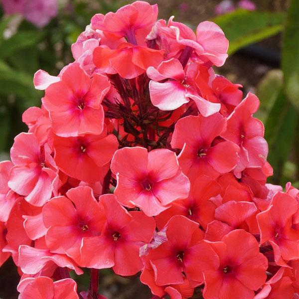 ★入荷から日数が経ったためセール価格となりました。商品の状態は画像と異なる場合があります。★花壇にぴったりのフロックス。初夏から夏に明るい色の花を咲かせます。バラ、シャクヤクなどと組み合わせて花壇に植えると、花壇が華やかになります。花壇、鉢...