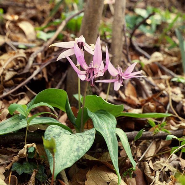 まだ他の草花が茂りだす前の4月頃、紅紫色の美しい花を咲かせるカタクリ。うつむいて咲く姿から、花言葉は「初恋」にたとえられます。清楚な花姿は洋風・和風どちらの庭にもあい、また寄せ植えの素材としてもすてきです。球根で植えつけますが、宿根草として...