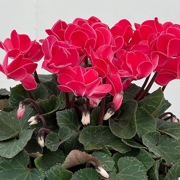 シクラメン（八重咲き） ウインク レッド5号鉢植え : 園芸ネット