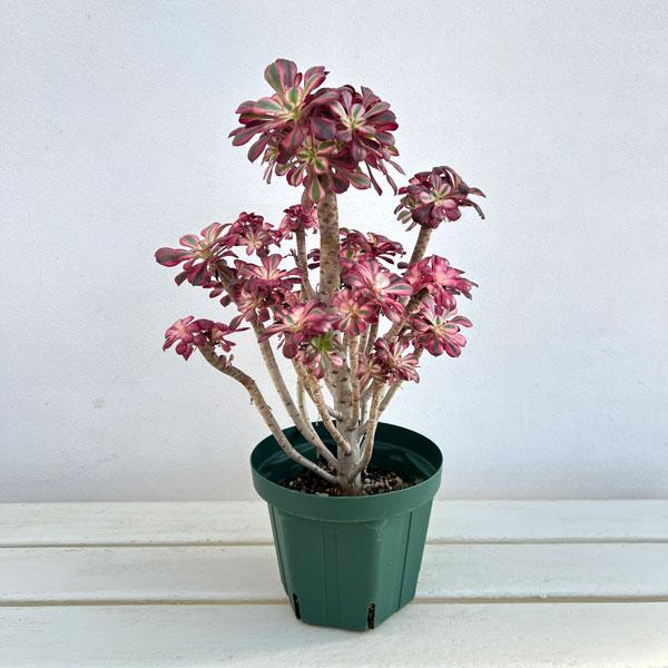 観葉植物 アエオニウム シャネル 5.5号ポット : 園芸ネット - 通販