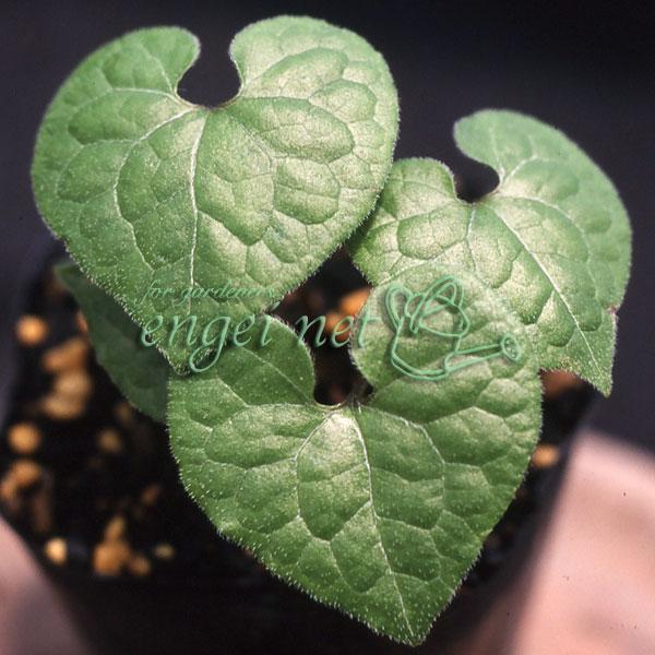 箱根産のよく目立つ白花系の品種です。フタバアオイは別名カモアオイ。京都の葵祭や徳川家の三つ葉葵の家紋でも有名な、カンアオイの仲間です。半日陰を好む育てやすい品種です。明るい日陰なら地植えでも趣があります。多湿を避けるため乾いてきたらたっぷり...