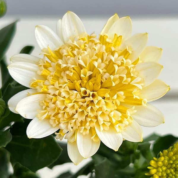 草花の苗 オステオスペルマム プリンセス バナナタルト3.5号ポット