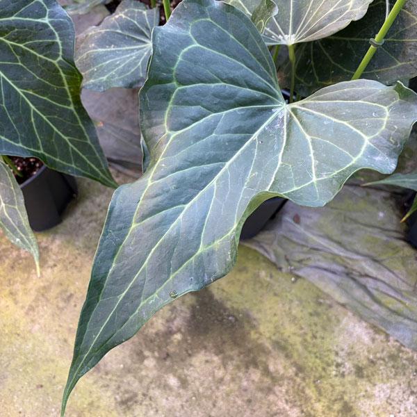 観葉植物 アンスリウム（原種） デルタフォース 8号鉢植え : 園芸