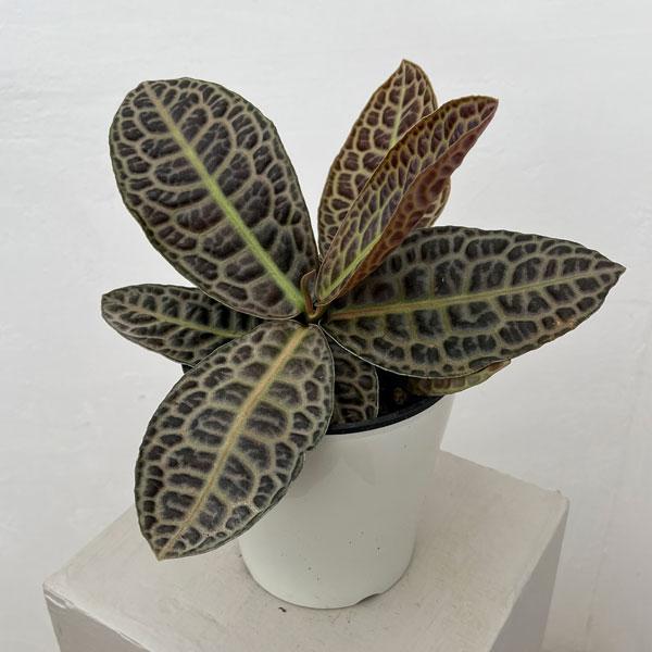 【セール】ラビシア　オブツシフォリア　タートルバック　約5号鉢　No.001 観葉植物 ラビシア（アルディシア） タートルバック 5号鉢植え : 園芸