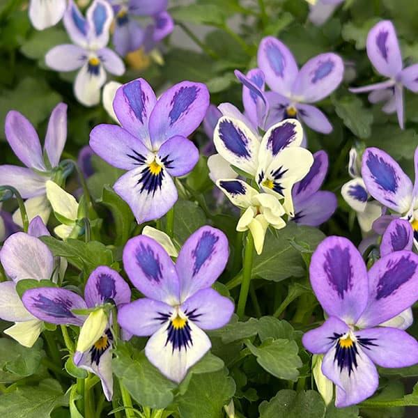 草花の苗 ビオラ 碧いうさぎ3-3.5号ポット 3株セット : 園芸ネット